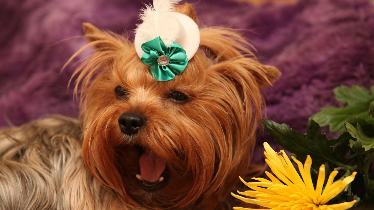 Wallpaper dog, yorkshire terrier, face, flower, yawn