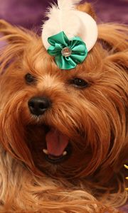 Preview wallpaper dog, yorkshire terrier, face, flower, yawn