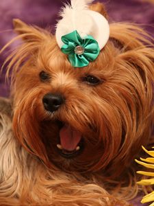 Preview wallpaper dog, yorkshire terrier, face, flower, yawn