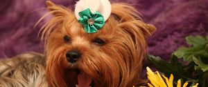 Preview wallpaper dog, yorkshire terrier, face, flower, yawn