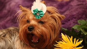 Preview wallpaper dog, yorkshire terrier, face, flower, yawn