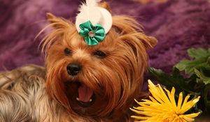 Preview wallpaper dog, yorkshire terrier, face, flower, yawn