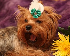 Preview wallpaper dog, yorkshire terrier, face, flower, yawn