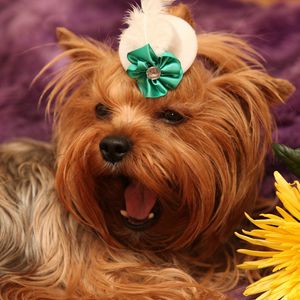 Preview wallpaper dog, yorkshire terrier, face, flower, yawn