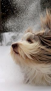 Preview wallpaper dog, yorkshire terrier, snow, play