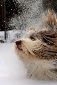 Preview wallpaper dog, yorkshire terrier, snow, play