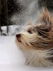 Preview wallpaper dog, yorkshire terrier, snow, play
