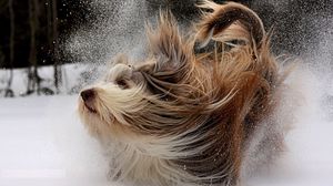 Preview wallpaper dog, yorkshire terrier, snow, play