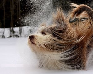 Preview wallpaper dog, yorkshire terrier, snow, play