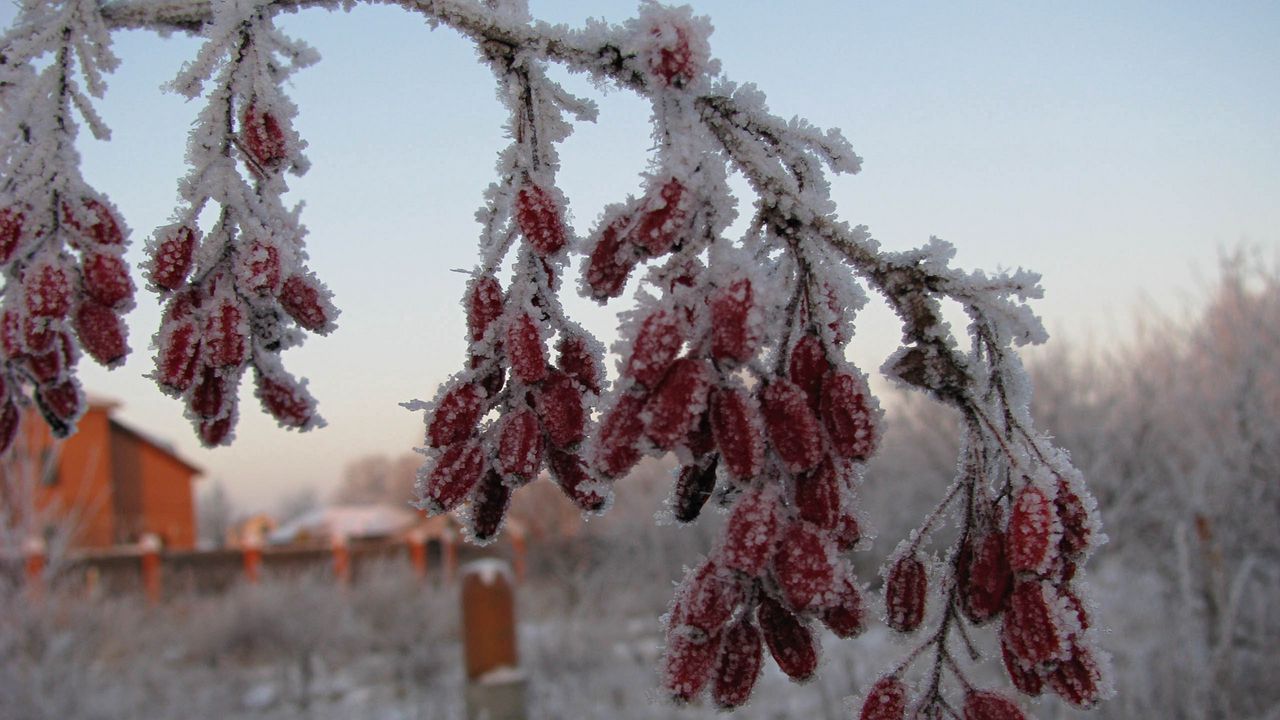 Wallpaper dogrose, berries, branch, hoarfrost, frost, winter