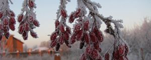 Preview wallpaper dogrose, berries, branch, hoarfrost, frost, winter