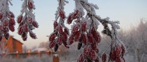 Preview wallpaper dogrose, berries, branch, hoarfrost, frost, winter