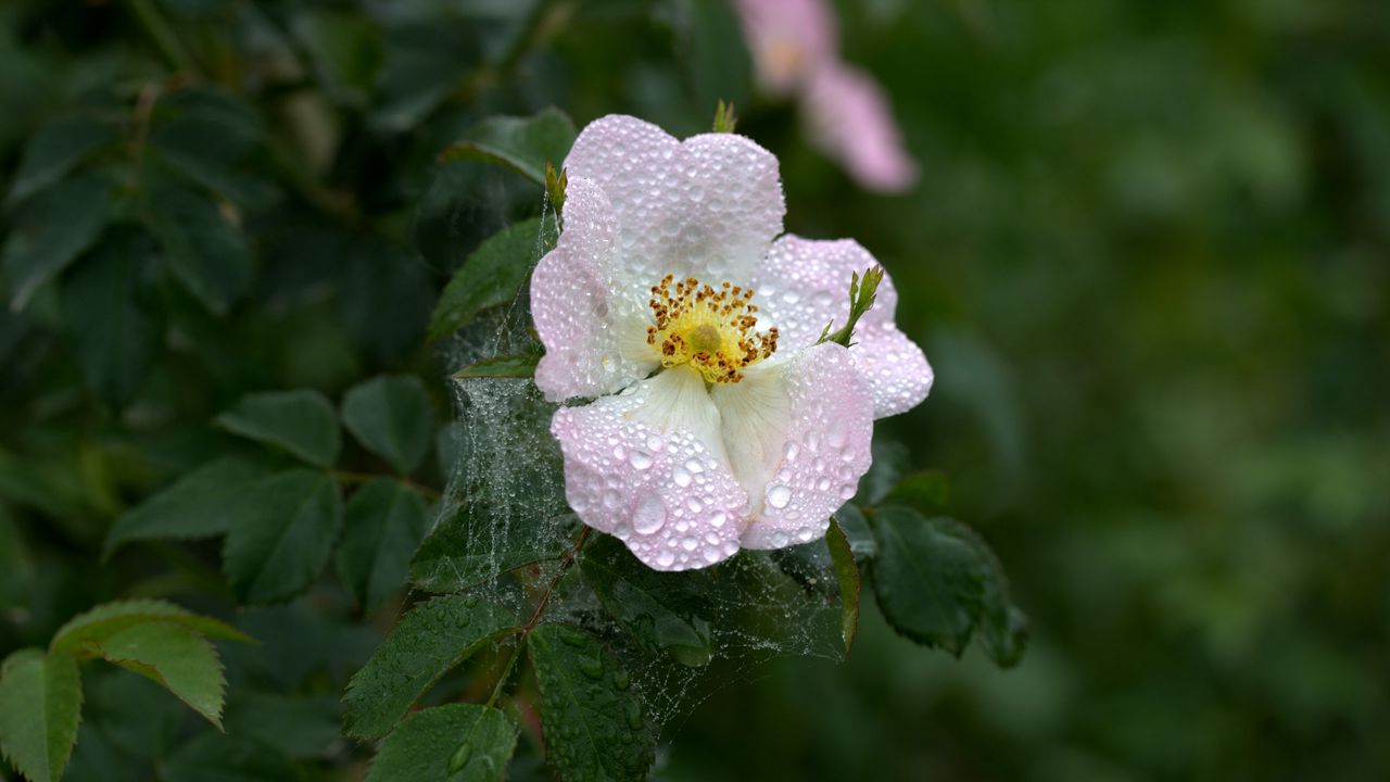 Wallpaper dogrose, dew, flower, drop, web