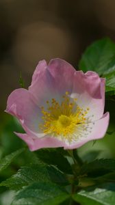 Preview wallpaper dog-rose, petals, flower, leaves, macro