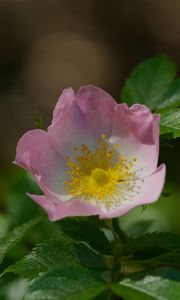 Preview wallpaper dog-rose, petals, flower, leaves, macro