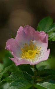 Preview wallpaper dog-rose, petals, flower, leaves, macro