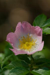 Preview wallpaper dog-rose, petals, flower, leaves, macro
