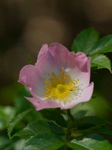 Preview wallpaper dog-rose, petals, flower, leaves, macro