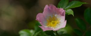 Preview wallpaper dog-rose, petals, flower, leaves, macro