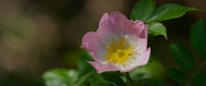 Preview wallpaper dog-rose, petals, flower, leaves, macro