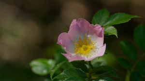 Preview wallpaper dog-rose, petals, flower, leaves, macro