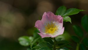 Preview wallpaper dog-rose, petals, flower, leaves, macro