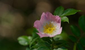 Preview wallpaper dog-rose, petals, flower, leaves, macro