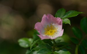 Preview wallpaper dog-rose, petals, flower, leaves, macro