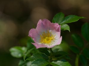 Preview wallpaper dog-rose, petals, flower, leaves, macro