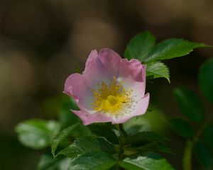 Preview wallpaper dog-rose, petals, flower, leaves, macro
