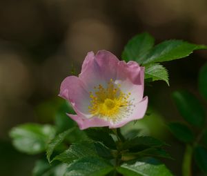 Preview wallpaper dog-rose, petals, flower, leaves, macro