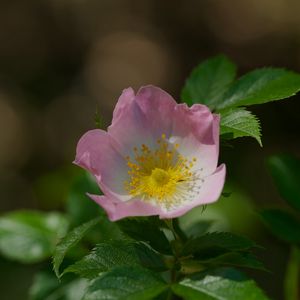 Preview wallpaper dog-rose, petals, flower, leaves, macro
