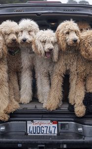 Preview wallpaper dogs, animals, pets, fluffy, car