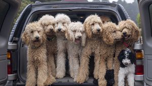 Preview wallpaper dogs, animals, pets, fluffy, car