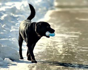 Preview wallpaper dogs, banks, walk, snow, beach, sea