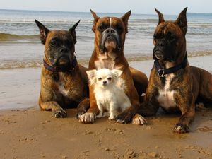 Preview wallpaper dogs, boxers, sand, beach, small