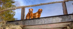 Preview wallpaper dogs, bridge, couple, sky