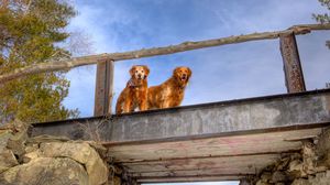 Preview wallpaper dogs, bridge, couple, sky