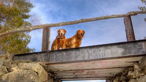 Preview wallpaper dogs, bridge, couple, sky