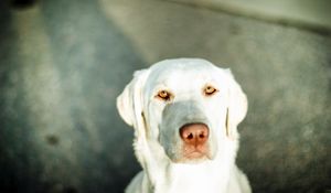 Preview wallpaper dogs, bright, face, sad