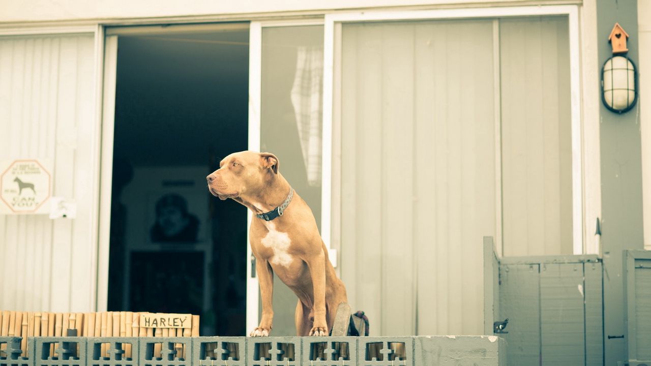 Wallpaper dogs, building, purebred