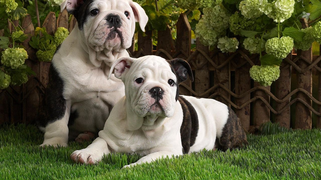 Wallpaper dogs, bulldog, brindle, black, white, grass, lie, couple