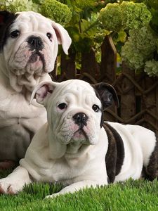 Preview wallpaper dogs, bulldog, brindle, black, white, grass, lie, couple