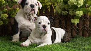 Preview wallpaper dogs, bulldog, brindle, black, white, grass, lie, couple