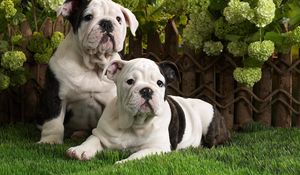 Preview wallpaper dogs, bulldog, brindle, black, white, grass, lie, couple