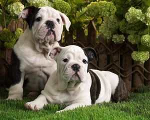 Preview wallpaper dogs, bulldog, brindle, black, white, grass, lie, couple