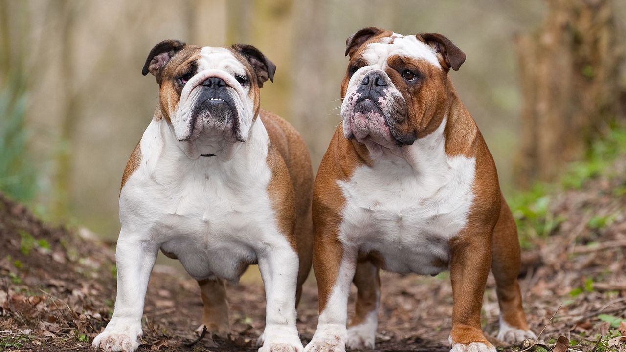 Wallpaper dogs, bulldogs, couple, leaves, thick