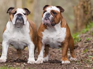 Preview wallpaper dogs, bulldogs, couple, leaves, thick