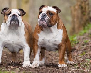 Preview wallpaper dogs, bulldogs, couple, leaves, thick
