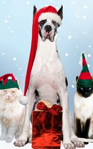 Preview wallpaper dogs, cats, new year, holiday, costumes